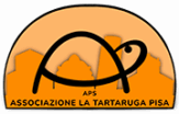 tartaruga header